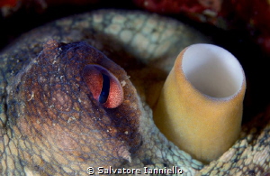 eye to siphon by Salvatore Ianniello 